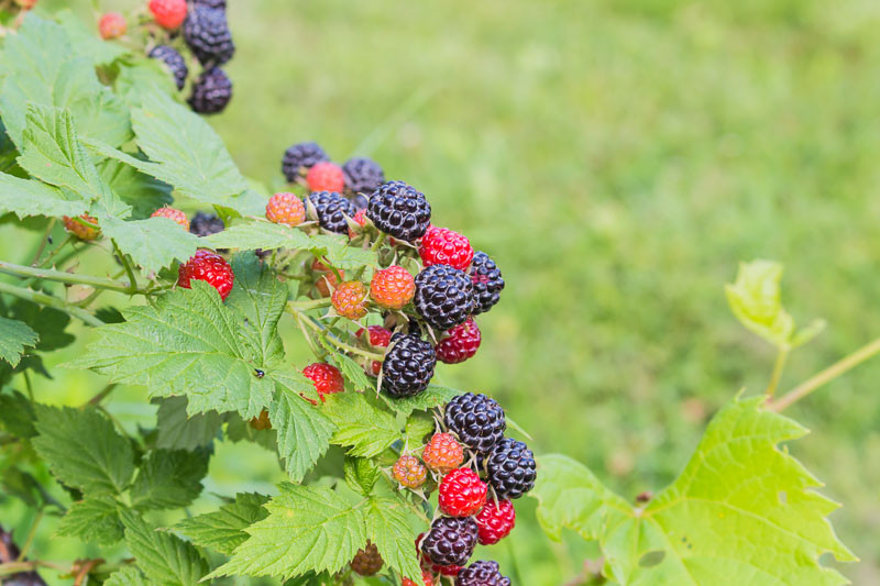 <p>What is the common name of this plant</p>