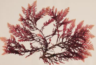 <p>Red algae (Rhodophyta)</p>