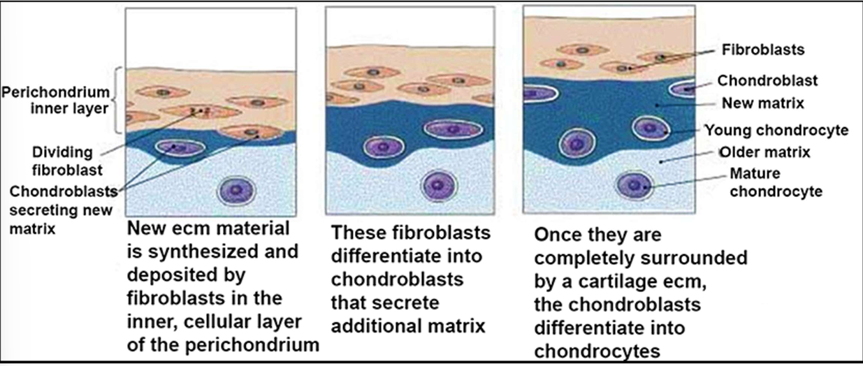 <p>1) New ecm material is synthesized and deposited by fibroblasts in the inner, cellular layer of the perichondrium</p><p>2) These fibroblasts differentiate into chondroblasts that secrete additional matrix</p><p>3) Once they are completely surrounded by a cartilage ecm, the chondroblasts differentiate into chondrocytes</p>