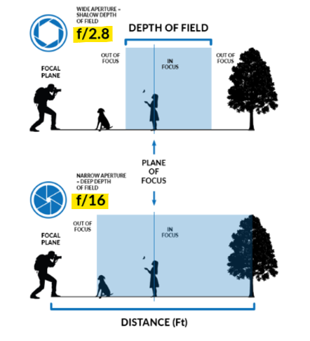<p>The distance between the closest &amp; farthest objects in a photo <u>that are in focus</u></p><ul><li><p>Larger aperture (smaller f-stop, f/2.8) = Shallower DoF</p></li><li><p>Smaller aperture (bigger f-stop, f/16) = Deeper DoF</p></li><li><p>DoF can also depend on lens size… a 200mm lens will have a smaller DoF than a 24mm lens <u>even with the same f-stop</u></p></li></ul><p></p>