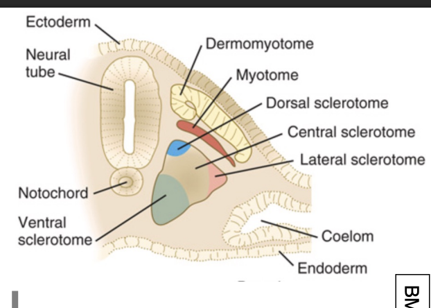 <p> triangular mass </p>