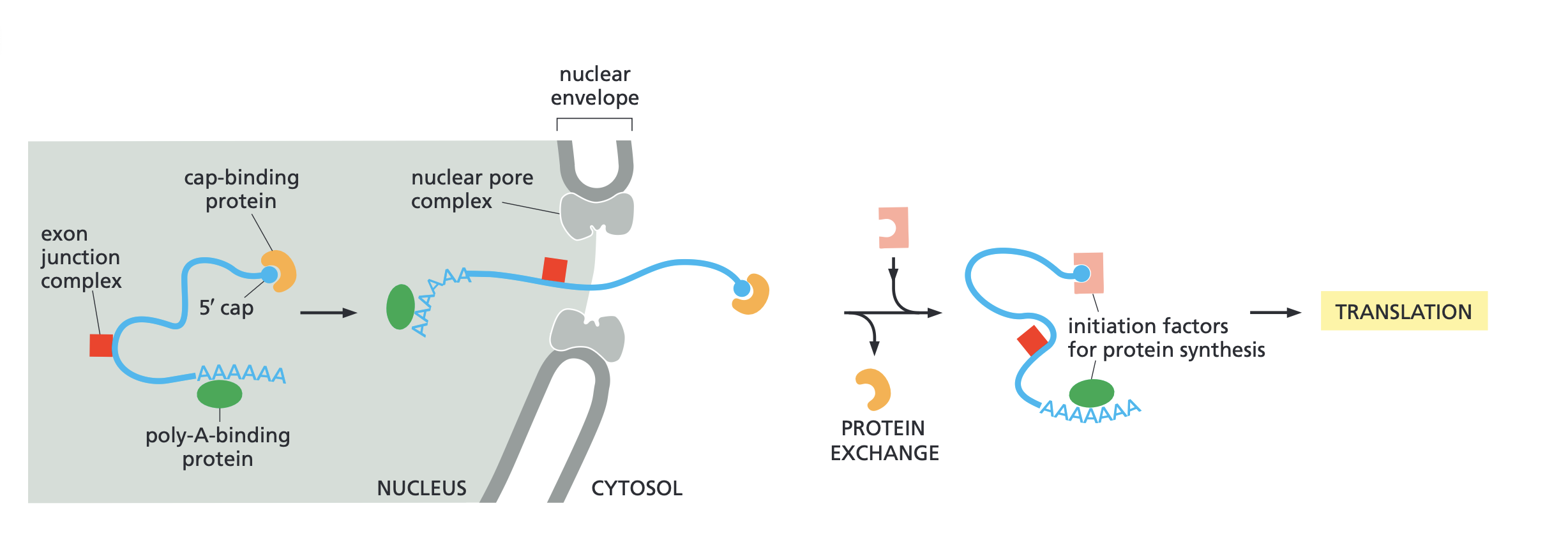 <ul><li><p>The play A binding protein mediates stability of mRNA</p></li><li><p>Cap binding protein binds and recognized the 5 prime cap</p></li><li><p>We know mRNA is ready for export when we see this bind</p></li><li><p>CBP is removed before translation</p></li><li><p>translation- the biochemical process in which a ribosome reads the genetic code carried by a mature <strong>mRNA</strong> transcript to assemble a specific sequence of amino acids into a functional <strong>protein</strong>.</p></li><li><p>CBP acts as the mRNA exportin</p></li></ul><p>EJC (electron junction complex)- <span>a protein complex deposited onto mRNA during splicing. It acts as a </span><strong>positional memory tag</strong><span>, marking where introns were removed so the cell knows how to handle the transcript.</span></p>