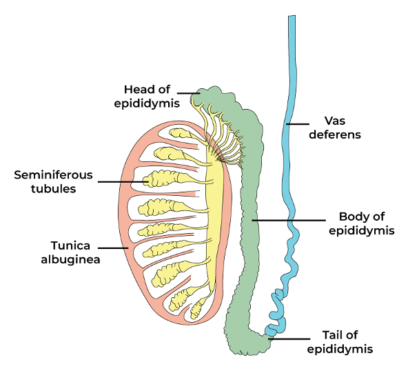 <p><span style="font-family: "Tw Cen MT Condensed";"><u>INTERNAL TESTICLE STRUCTURE</u></span></p>