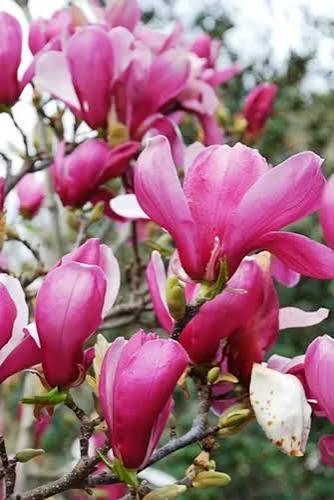 <p>Flor cortada </p>