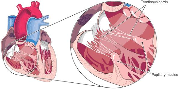 <p>assists with proper closure of tricuspid valves, in the right and left ventricles</p>