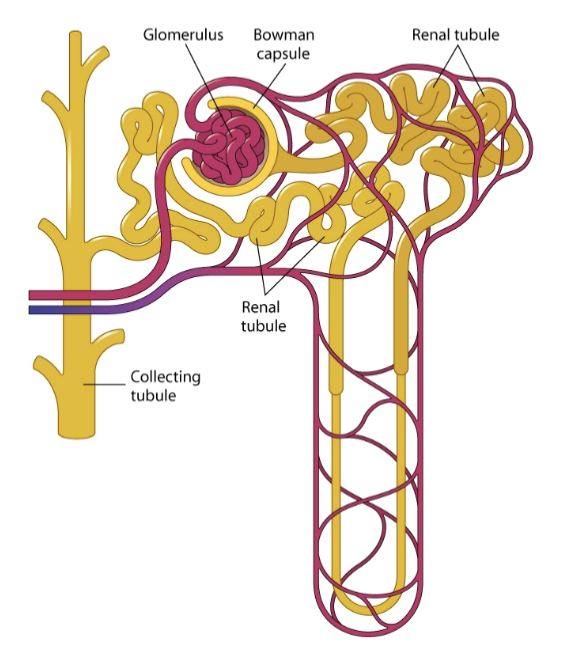 <p>the glomerulus and a renal tubule combine o form a unit called a </p>
