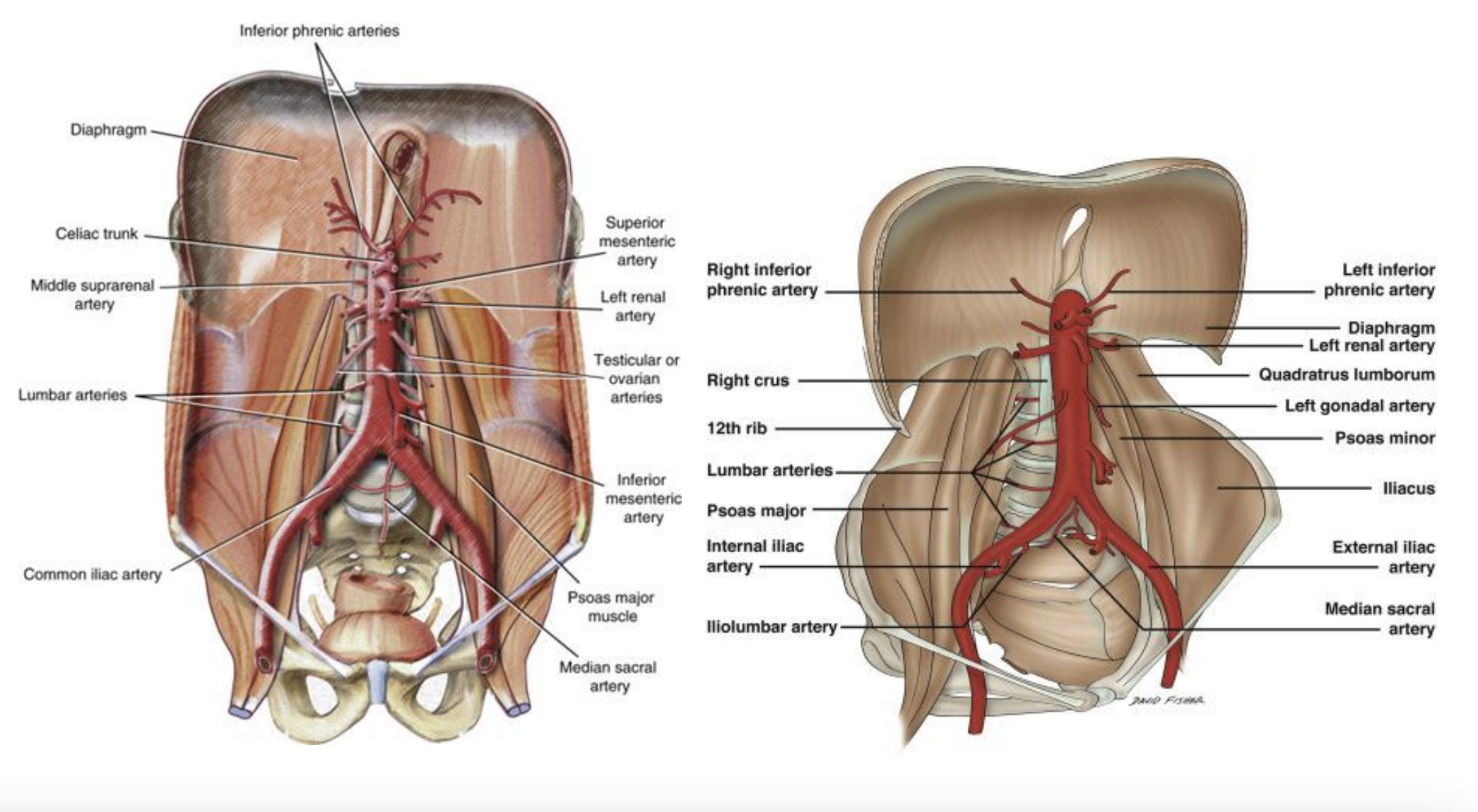 <p><strong>Descending (Abdominal) Aorta</strong></p><p>Arises from: descending thoracic aorta</p><p></p><p><strong>Renal Arteries</strong></p><p>Arises from: Descending Aorta (laterally)</p><p></p><p><strong>Common Iliac Arteries</strong></p><p>Arises from: Descending Aorta (laterally)</p>