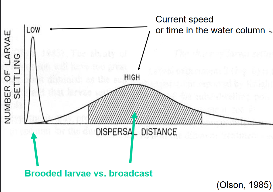 <p>Brooded larvae will have a low number of settling and a low dispersal distance </p><p>Broadcast will have a high dispersal distance and high larval settling </p>