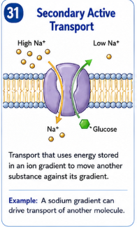 <p>Transport that uses energy stored in an ion gradient to move another substance against its concentration gradient. </p>