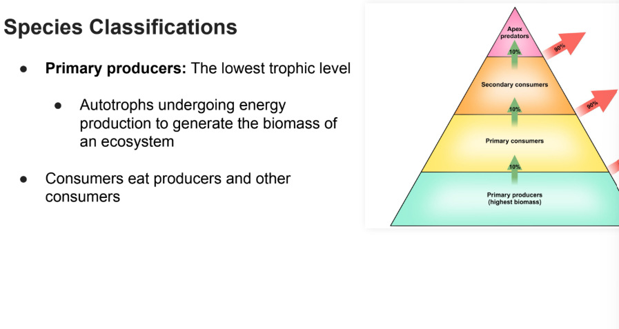<p>The lowest trophic level</p><ul><li><p>Autotrophs undergoing energy production to generate the <strong>biomass </strong>of an ecosystem</p></li><li><p><strong>Consumers </strong>eat <strong>producers </strong>and other consumers</p></li></ul><p></p>