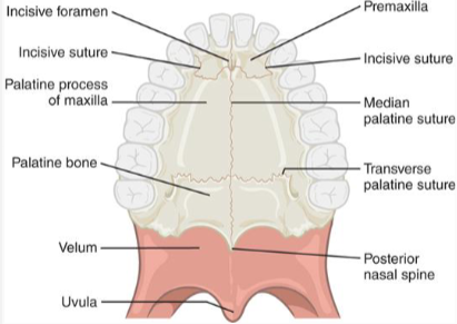 <p>Medial &amp; Lateral Pterygoid Plates</p>