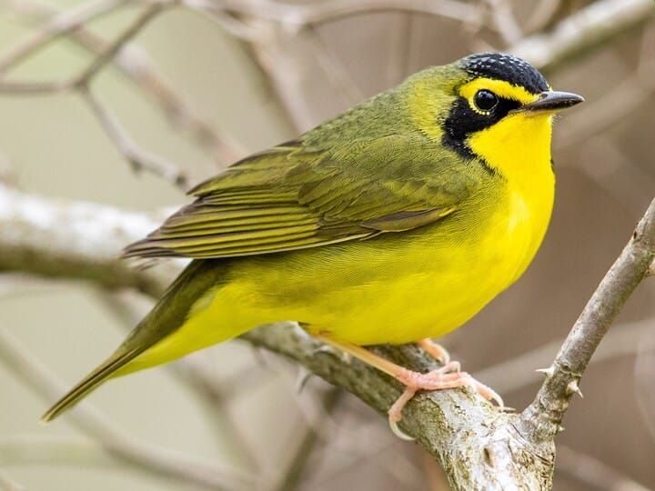 <p>kentucky warbler </p><p>olive above, yellow below <br>black crown + cheeks</p>