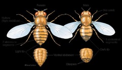 <p>Differences in size and body shape between males and females</p>