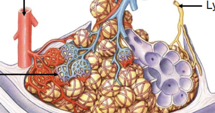 <p>Travel in interlobular connective tissue. Blood vessel carries oxygenated blood away from lungs. (red and yellow)</p>