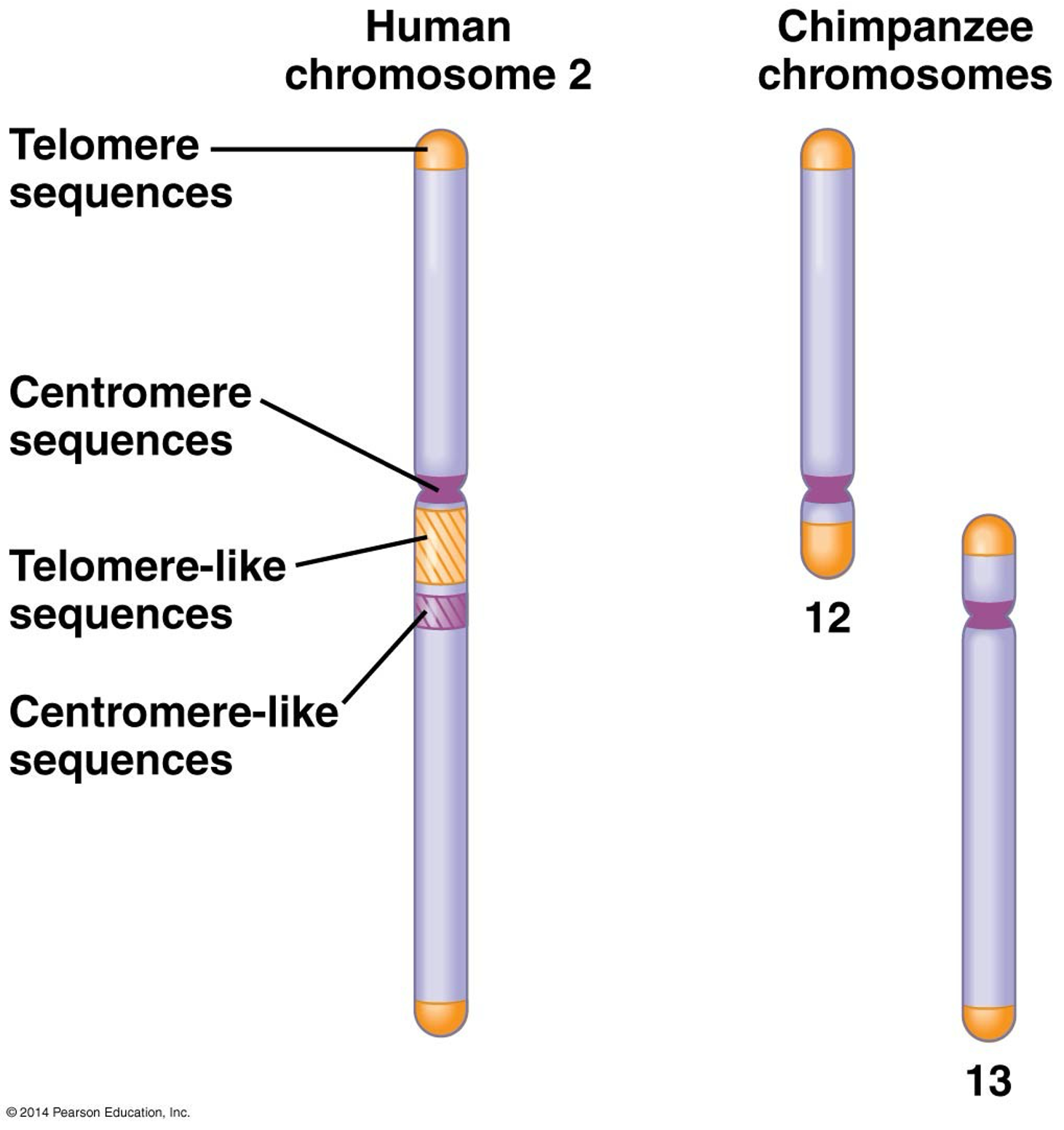 <p><span><span>Two ancestral chromosomes fused in the human line after humans and chimpanzees diverged from a common ancestor.</span></span></p>