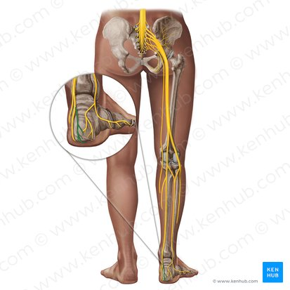 <p>What nerve / Innervation</p>