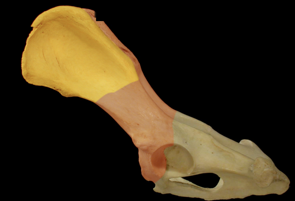 <p>Wing of Ilium</p>