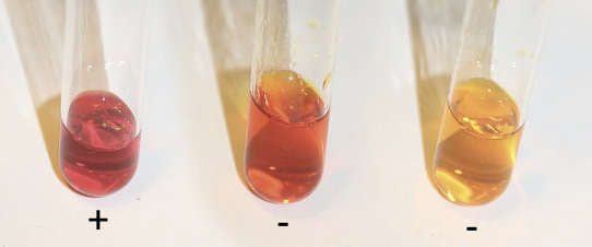 <p><u>Left:</u> Positive result, fermented glucose, created a highly acidic end product (pH < 4.4)</p><p><u>Middle:</u> Negative result, fermented glucose, but did not create an end product that was acidic enough to drop the pH</p><p><u>Right:</u> Negative result, fermented glucose, created a neutral end product</p>