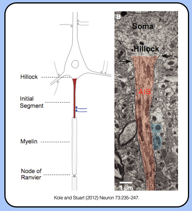 <p><span style="font-family: "Helvetica Light";">the AIS is the region of the neuron dedicated to generating action potentials—threshold is lowest in the AIS.</span></p>