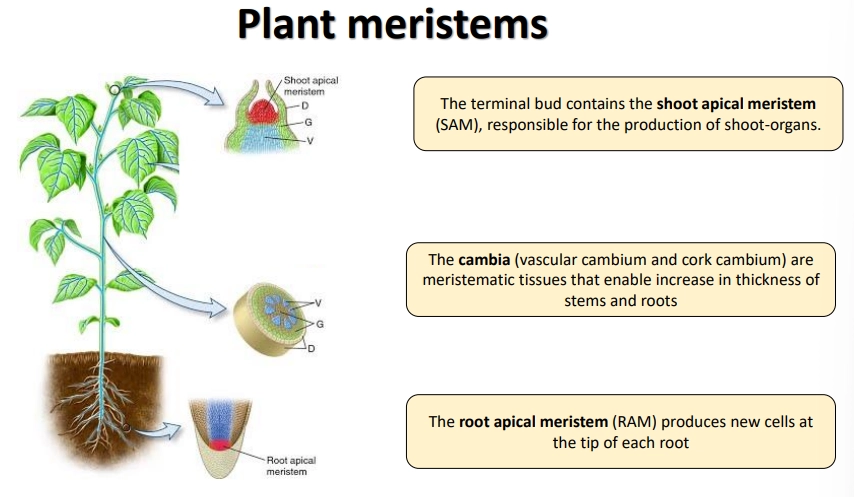 <ul><li><p>the shoot apical meristem (SAM)</p></li><li><p>the vascular cambium of the stem</p></li><li><p>the root apical meristem (RAM) + lateral root meristem</p></li><li><p>meristems are also produced at regular intervals in the stem that remain inactive- these allow regeneration following damage from herbivores, wildfires, etc, compensating for their inability to move, e.g., adventitious roots</p></li></ul><p></p>