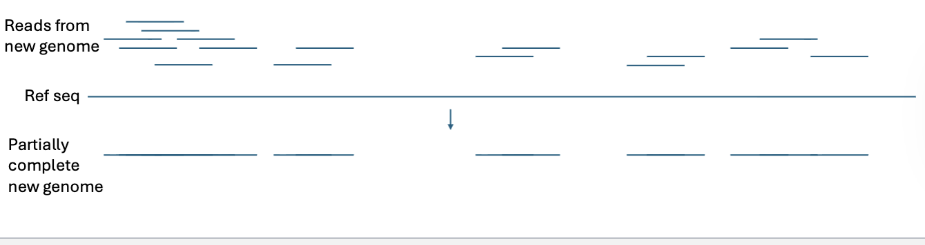 <p>Aligning reads to a reference genome can be used to sequence new genomes quickly, with lower depth of coverage required.</p><p></p><p>We can figure out what part of the genome a read maps to even if there are gaps between reads and/or lack of overlapping reads</p>