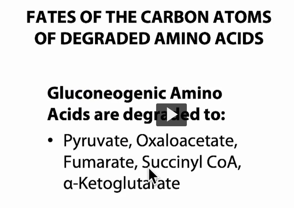 <p>Big idea</p><p>When <strong>amino acids</strong> are<strong> degraded</strong>:</p><ul><li><p><strong>Nitrogen → urea (waste)</strong></p></li><li><p><strong>Carbon skeleton → used for energy or glucose</strong></p></li></ul><p>This slide focuses on the <strong>carbon part</strong></p><p><span data-name="fire" data-type="emoji">🔥</span> What “gluconeogenic” means</p><p><strong>Gluconeogenic amino acids = can be converted into glucose </strong>(amino acids that are able to <strong>make</strong> glucose “gluco<strong>neo</strong>genic)</p><p><span data-name="point_right" data-type="emoji">👉</span> The <strong>carbon </strong>FROM AMINO ACIDS ends up as molecules that can:</p><ul><li><p>enter the <strong>TCA cycle</strong></p></li><li><p>then become <strong>oxaloacetate → glucose</strong></p></li></ul><p>The 5 key<strong> entry points</strong></p><p>These are the molecules your slide lists — they are all <strong>TCA cycle intermediates or closely related</strong></p><p>1. Pyruvate</p><ul><li><p>Direct precursor to glucose</p></li><li><p>Can become: <strong>Oxaloacetate → glucose</strong></p></li></ul><p><span data-name="point_right" data-type="emoji">👉</span> Example amino acids:</p><ul><li><p>Alanine</p></li><li><p>Serine</p></li></ul><p>2. Oxaloacetate (OAA)</p><ul><li><p>Already a <strong>gluconeogenesis starting point</strong></p></li></ul><p><span data-name="point_right" data-type="emoji">👉</span> Goes straight to: PEP → glucose</p><p><span data-name="point_right" data-type="emoji">👉</span> Example: Aspartate</p><p>3. α-Ketoglutarate</p><ul><li><p>Enters <strong>TCA cycle</strong></p></li><li><p>Eventually becomes <strong>oxaloacetate</strong></p></li></ul><p><span data-name="point_right" data-type="emoji">👉</span> Example: Glutamate</p><p>4. Succinyl-CoA</p><ul><li><p>TCA intermediate → <strong>oxaloacetate</strong></p></li></ul><p>Example:</p><ul><li><p>Methionine</p></li><li><p>Valine</p></li></ul><p>5. Fumarate</p><ul><li><p>TCA intermediate → <strong>oxaloacetate</strong></p></li></ul><p>Example:</p><ul><li><p>Phenylalanine</p></li><li><p>Tyrosine</p></li></ul><p></p><p>The unifying logic</p><p>All of these:<br><span data-name="point_right" data-type="emoji">👉</span> <strong>Feed into the TCA cycle</strong><br><span data-name="point_right" data-type="emoji">👉</span> Become <strong>oxaloacetate (</strong>Goes straight to: PEP → glucose)<br><span data-name="point_right" data-type="emoji">👉</span> Then → <strong>glucose (via gluconeogenesis)</strong></p><p>KEY EXAM TRAP</p><p><strong>Not</strong> all amino acids can make glucose.</p><p><span data-name="point_right" data-type="emoji">👉</span> Only <strong>gluconeogenic ones</strong> do this</p><div data-type="horizontalRule"><hr></div><p>Contrast:</p><ul><li><p><strong>Glucogenic → glucose</strong></p></li><li><p><strong>Ketogenic → ketone bodies (NOT glucose)</strong></p></li></ul><p>Ketogenic (important!):</p><ul><li><p><strong>Leucine</strong></p></li><li><p><strong>Lysine</strong></p></li></ul><p><strong>Leucine</strong> and <strong>lysine</strong> are <strong>ketogenic </strong>because their <strong>carbon skeletons</strong> become <strong>acetyl-CoA</strong> (or acetoacetate), NOT TCA <u>intermediates</u> that can make glucose.</p><p>Why that matters </p><p>To make glucose (gluconeogenesis), you need:<br><span data-name="point_right" data-type="emoji">👉</span> <strong>Oxaloacetate (OAA)</strong></p><p>But:</p><p><span data-name="point_right" data-type="emoji">👉</span> <strong>Acetyl-CoA cannot be converted into oxaloacetate in humans (</strong>Glycolysis → <strong>pyruvate, </strong>Pyruvate → <strong>acetyl-CoA</strong> (via pyruvate dehydrogenase) This is called the <strong>link reaction</strong> (not a cycle)</p><p>Clean mental model</p><p>Think: Amino acids → remove nitrogen → carbon skeleton → plug into TCA → become glucose</p>