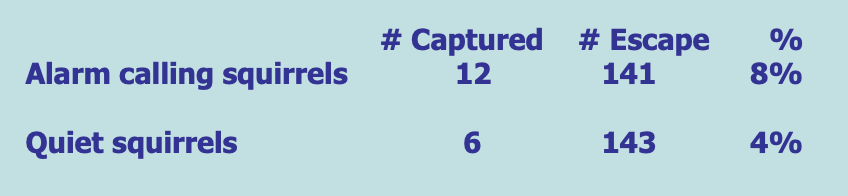 <p>Squirrels that call alarms are twice as likely to be killed by the predator than squirrels that stay quiet </p>