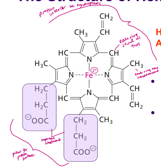 <ul><li><p>circular and planar - doesnt have a protein</p></li><li><p>In heme, the porphyrin ring contains an Fe2+ ion coordinated between the four N atoms - can form 6 coordination bonds which are covalent and 1 atom donates both electrons - these keep iron tightly bound</p></li><li><p>has to be Fe 2+ to bind to oxygen</p></li><li><p>Note that the two substituents at the bottom of the ring are polar propionyl groups whereas the rest are non-polar aliphatic groups.</p></li><li><p>it is amphipathic</p></li><li><p>see slide 11</p></li></ul><p></p>