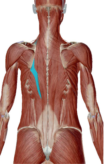 <p>what muscle is this </p>