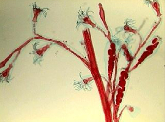 <p>phylum: cnidaria</p>