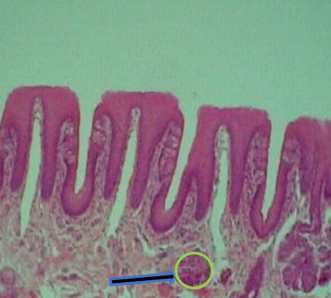 knowt flashcard image