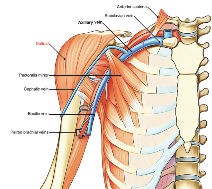 <p>The deltoid is <strong>less developed</strong> and has multiple nerves and arteries.</p>