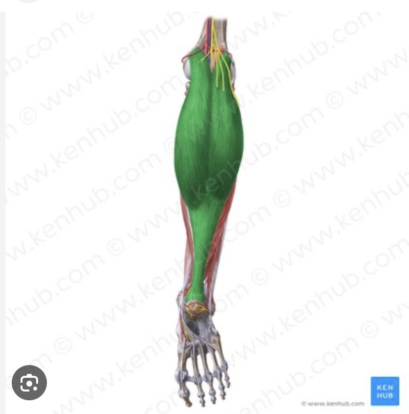 <p>Action: medial and lateral condyle of the femur</p><p>Insertion: calcaneus, via the Achilles tendon</p><p>Action: flexes the leg, plantar flexes the foot</p><p>Nerve root: tibial (L5, S1)</p>