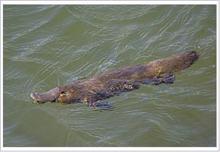 <p>What is the family of the animal shown?</p>