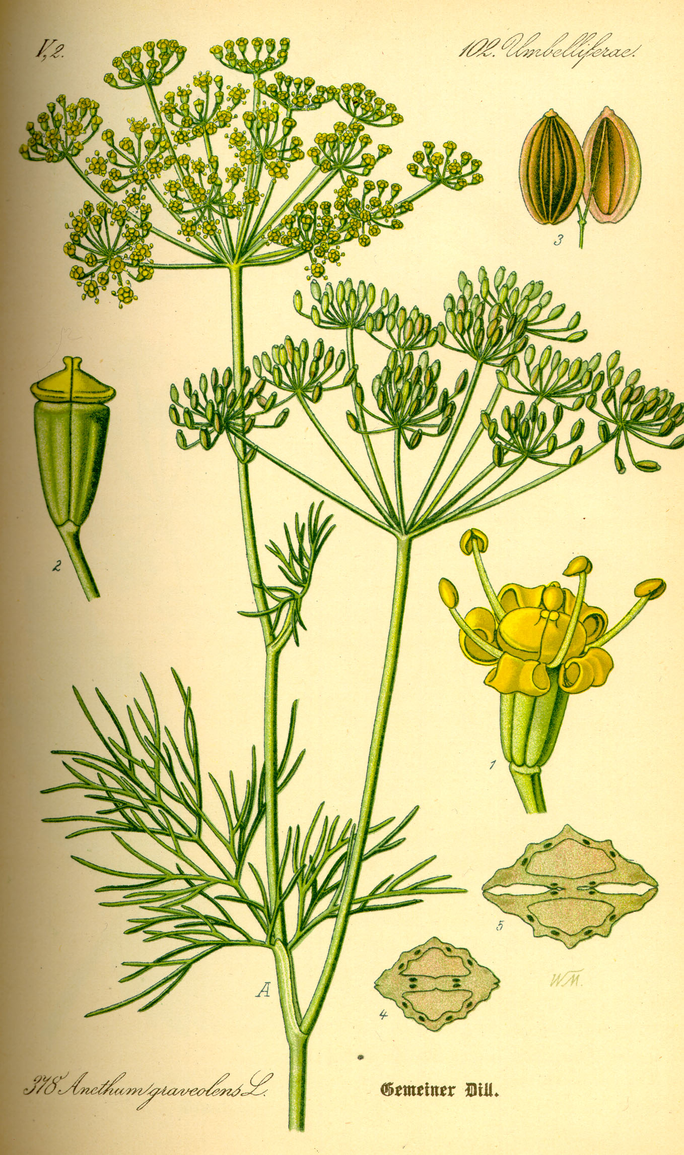 <p>Dill weed</p>