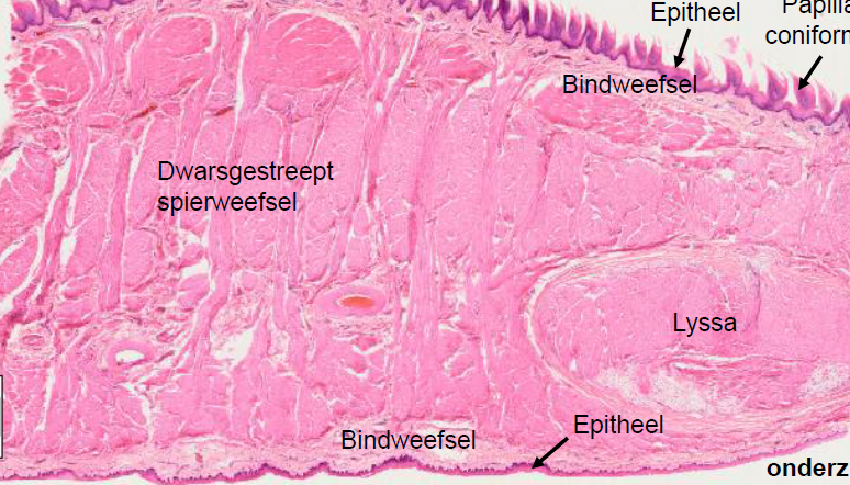 <p>preparaat en kleuring</p>