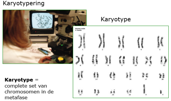 <p>een karyotype is een complete set van chromosomen in de metafas, dus wanneer het DNA verdubbeld is en er van alles een kopie is </p>