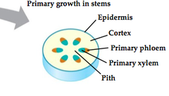 <p>lrg, thin-walled cells @ center of stem</p>