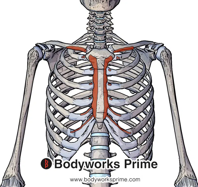 <p>Medial Half of Clavicle, Anterior Surface of Sternum, Costal cartilage 1-6</p>
