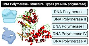 <p>DNA polymerases with a numeral are found where?</p>