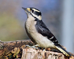 <p>Downy Woodpecker</p>