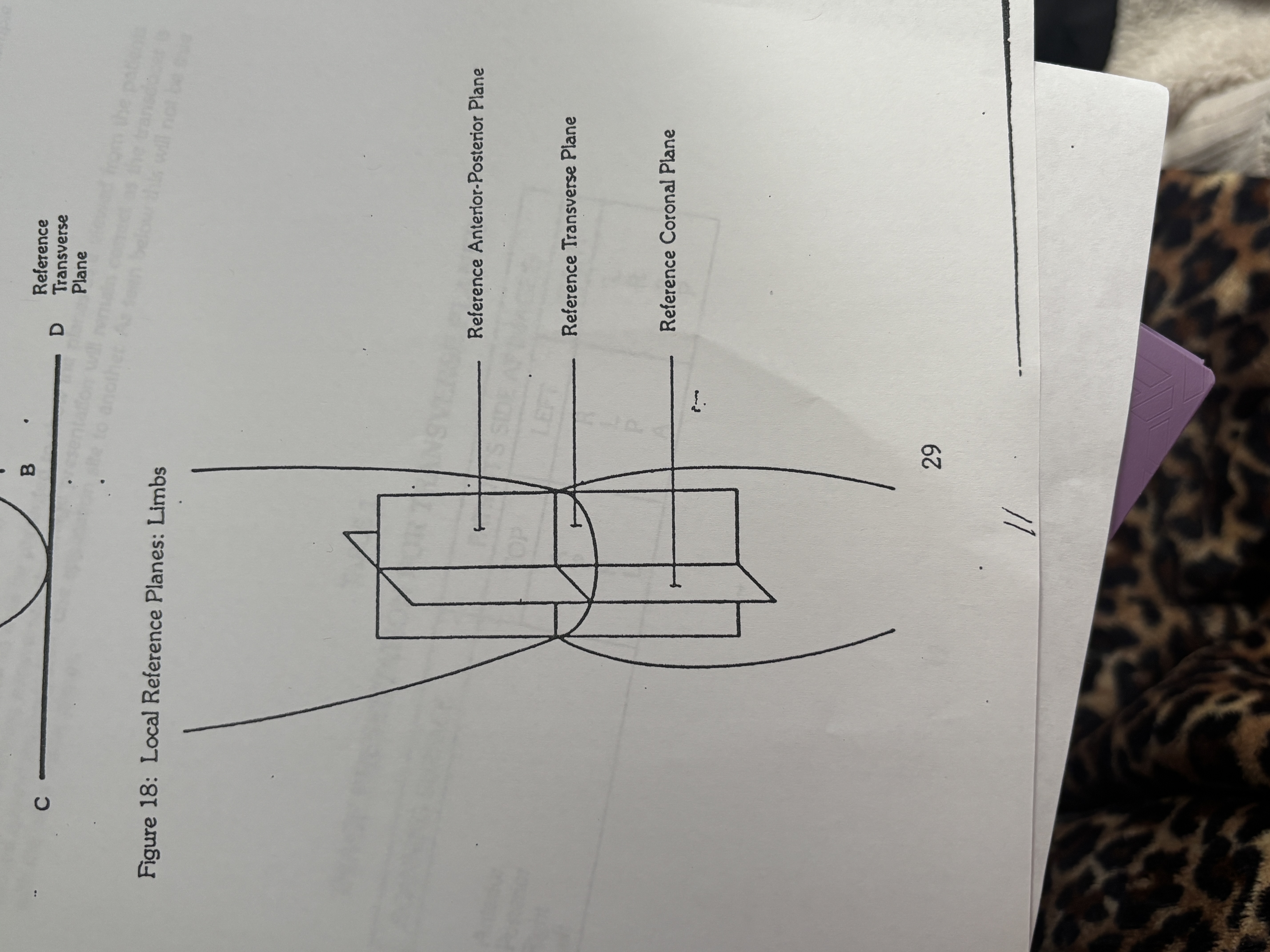 <p>Plane that divides a limb side to side</p>