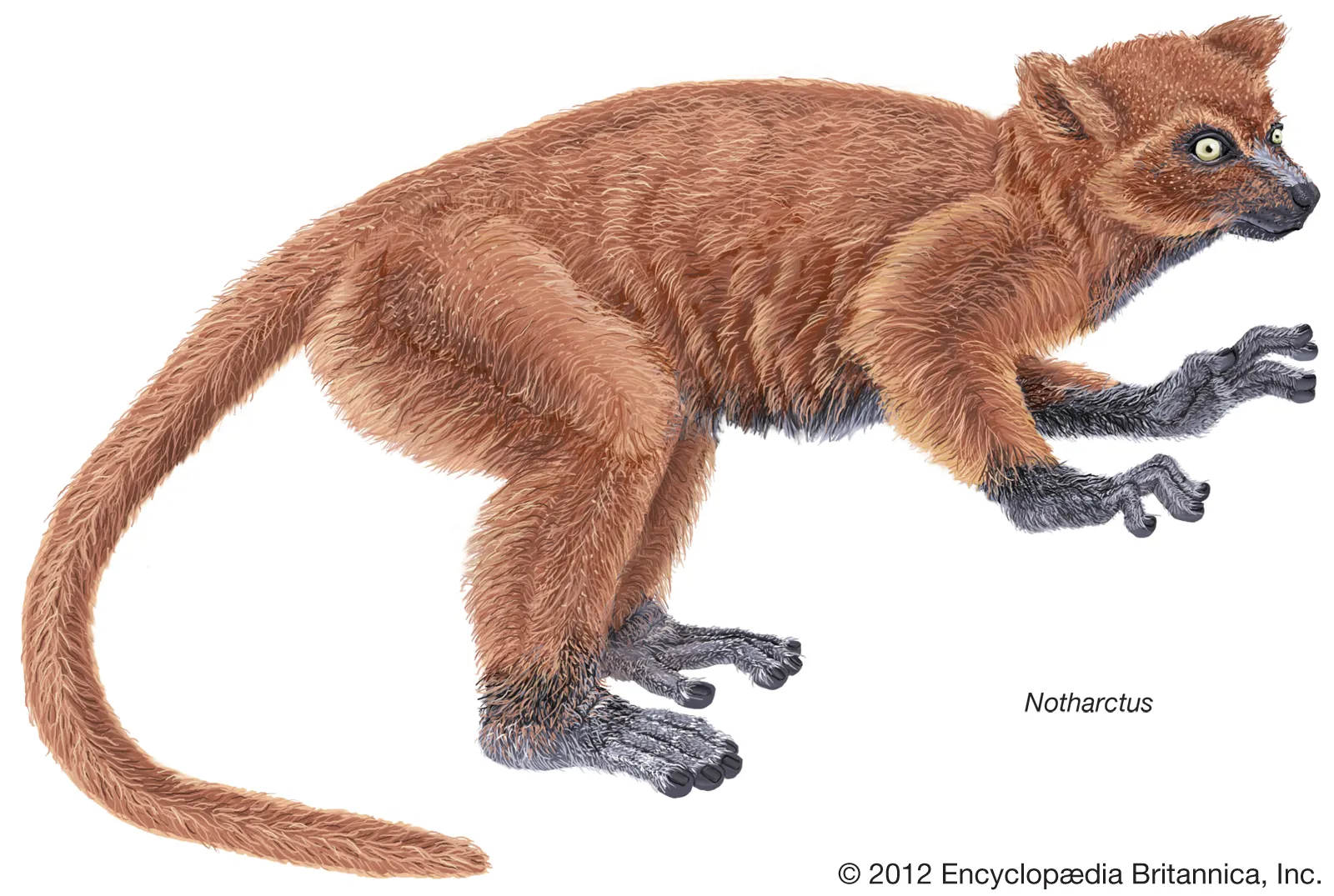 <p>Originate in Eocene (56-34 mya) w/ bony eye protection, nails on most digits, and larger brains.</p>