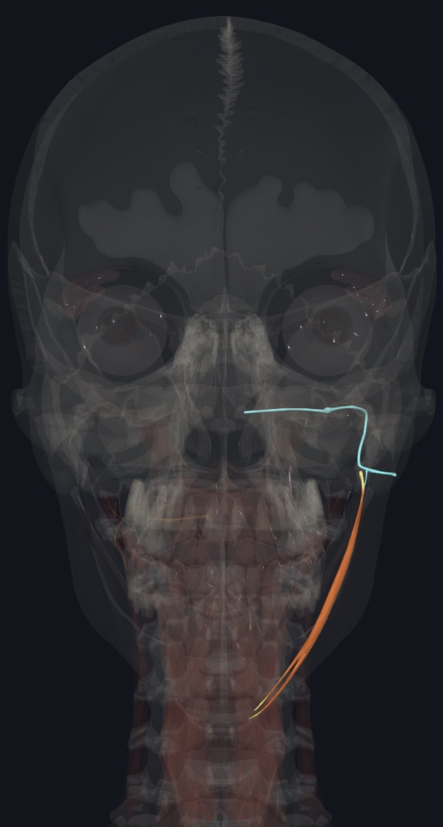 <p>Stylohyoid branch of facial N. (CN VII)</p>
