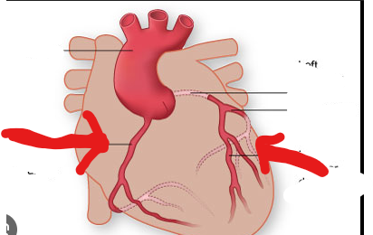 <p>provides blood to heart muscle</p>