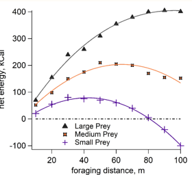 <p>How organisms maximize the energy-to-cost ratio</p><p>Food gives energy, but searching for food has costs (calories spent)</p><p>The graph shows that if prey size increases, traveling farther is worth the energy cost</p><p>Example: optimal size that oyster catcher fish should eat</p>