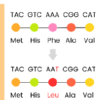 <p>1.<span style="background-color: unset; line-height: unset; font-size: unset; color: transparent;"> </span>DNA<span style="background-color: unset; line-height: unset; font-size: unset; color: transparent;"> </span>base<span style="background-color: unset; line-height: unset; font-size: unset; color: transparent;"> </span>/<span style="background-color: unset; line-height: unset; font-size: unset; color: transparent;"> </span>nucleotide<span style="background-color: unset; line-height: unset; font-size: unset; color: transparent;"> </span>(pair)<span style="background-color: unset; line-height: unset; font-size: unset; color: transparent;"> </span><span style="background-color: unset; line-height: 1.22; font-size: unset; color: unset;">replaced</span><span style="background-color: unset; line-height: unset; font-size: unset; color: transparent;"> </span><span style="background-color: unset; line-height: unset; font-size: unset; color: unset;">by</span><span style="background-color: unset; line-height: unset; font-size: unset; color: transparent;"> </span><span style="background-color: unset; line-height: unset; font-size: unset; color: unset;">a</span><span style="background-color: unset; line-height: unset; font-size: unset; color: transparent;"> </span><span style="background-color: unset; line-height: unset; font-size: unset; color: unset;">different</span><span style="background-color: unset; line-height: unset; font-size: unset; color: transparent;"> </span><span style="background-color: unset; line-height: unset; font-size: unset; color: unset;">base</span><span style="background-color: unset; line-height: unset; font-size: unset; color: transparent;"> </span><span style="background-color: unset; line-height: unset; font-size: unset; color: unset;">/</span><span style="background-color: unset; line-height: unset; font-size: unset; color: transparent;"> </span><span style="background-color: unset; line-height: unset; font-size: unset; color: unset;">nucleotide</span><span style="background-color: unset; line-height: unset; font-size: unset; color: transparent;"> </span><span style="background-color: unset; line-height: unset; font-size: unset; color: unset;">(pair)</span></p><p>2.<span style="background-color: unset; line-height: unset; font-size: unset; color: transparent;"> </span>This<span style="background-color: unset; line-height: unset; font-size: unset; color: transparent;"> </span>changes<span style="background-color: unset; line-height: unset; font-size: unset; color: transparent;"> </span><span style="background-color: unset; line-height: 1.22; font-size: unset; color: unset;">one</span><span style="background-color: unset; line-height: unset; font-size: unset; color: transparent;"> </span><span style="background-color: unset; line-height: 1.22; font-size: unset; color: unset;">triplet</span><span style="background-color: unset; line-height: unset; font-size: unset; color: transparent;"> </span><span style="background-color: unset; line-height: unset; font-size: unset; color: unset;">so</span><span style="background-color: unset; line-height: unset; font-size: unset; color: transparent;"> </span><span style="background-color: unset; line-height: unset; font-size: unset; color: unset;">changes</span><span style="background-color: unset; line-height: unset; font-size: unset; color: transparent;"> </span><span style="background-color: unset; line-height: unset; font-size: unset; color: unset;">one</span><span style="background-color: unset; line-height: unset; font-size: unset; color: transparent;"> </span><span style="background-color: unset; line-height: 1.22; font-size: unset; color: unset;">mRNA</span><span style="background-color: unset; line-height: unset; font-size: unset; color: transparent;"> </span><span style="background-color: unset; line-height: 1.22; font-size: unset; color: unset;">codon</span></p><p>3.<span style="background-color: unset; line-height: unset; font-size: unset; color: transparent;"> </span>So<span style="background-color: unset; line-height: unset; font-size: unset; color: transparent;"> </span><span style="background-color: unset; line-height: 1.22; font-size: unset; color: unset;">one</span><span style="background-color: unset; line-height: unset; font-size: unset; color: transparent;"> </span><span style="background-color: unset; line-height: 1.22; font-size: unset; color: unset;">amino</span><span style="background-color: unset; line-height: unset; font-size: unset; color: transparent;"> </span><span style="background-color: unset; line-height: 1.22; font-size: unset; color: unset;">acid</span><span style="background-color: unset; line-height: unset; font-size: unset; color: transparent;"> </span><span style="background-color: unset; line-height: unset; font-size: unset; color: unset;">in</span><span style="background-color: unset; line-height: unset; font-size: unset; color: transparent;"> </span><span style="background-color: unset; line-height: unset; font-size: unset; color: unset;">polypeptide</span><span style="background-color: unset; line-height: unset; font-size: unset; color: transparent;"> </span><span style="background-color: unset; line-height: unset; font-size: unset; color: unset;">changes</span></p><p>○<span style="background-color: unset; line-height: 1.22; font-size: unset; color: unset;">Tertiary</span><span style="background-color: unset; line-height: unset; font-size: unset; color: transparent;"> </span><span style="background-color: unset; line-height: 1.212; font-size: unset; color: unset;">structure</span><span style="background-color: unset; line-height: unset; font-size: unset; color: transparent;"> </span><span style="background-color: unset; line-height: 1.212; font-size: unset; color: unset;">may</span><span style="background-color: unset; line-height: unset; font-size: unset; color: transparent;"> </span><span style="background-color: unset; line-height: 1.212; font-size: unset; color: unset;">change</span><span style="background-color: unset; line-height: unset; font-size: unset; color: transparent;"> </span><span style="background-color: unset; line-height: 1.212; font-size: unset; color: unset;">if</span><span style="background-color: unset; line-height: unset; font-size: unset; color: transparent;"> </span><span style="background-color: unset; line-height: unset; font-size: unset; color: unset;">position</span><span style="background-color: unset; line-height: unset; font-size: unset; color: transparent;"> </span><span style="background-color: unset; line-height: 1.212; font-size: unset; color: unset;">of</span><span style="background-color: unset; line-height: unset; font-size: unset; color: transparent;"> </span><span style="background-color: unset; line-height: 1.212; font-size: unset; color: unset;">hydrogen</span><span style="background-color: unset; line-height: unset; font-size: unset; color: transparent;"> </span><span style="background-color: unset; line-height: 1.212; font-size: unset; color: unset;">/</span><span style="background-color: unset; line-height: unset; font-size: unset; color: transparent;"> </span><span style="background-color: unset; line-height: 1.212; font-size: unset; color: unset;">ionic</span><span style="background-color: unset; line-height: unset; font-size: unset; color: transparent;"> </span><span style="background-color: unset; line-height: 1.212; font-size: unset; color: unset;">/</span></p><p>disulphide<span style="background-color: unset; line-height: unset; font-size: unset; color: transparent;"> </span>bonds<span style="background-color: unset; line-height: unset; font-size: unset; color: transparent;"> </span>change</p><p>OR<span style="background-color: unset; line-height: unset; font-size: unset; color: transparent;"> </span><span style="background-color: unset; line-height: 1.212; font-size: unset; color: unset;">amino</span><span style="background-color: unset; line-height: unset; font-size: unset; color: transparent;"> </span><span style="background-color: unset; line-height: 1.212; font-size: unset; color: unset;">acid</span><span style="background-color: unset; line-height: unset; font-size: unset; color: transparent;"> </span>doesn’t<span style="background-color: unset; line-height: unset; font-size: unset; color: transparent;"> </span><span style="background-color: unset; line-height: 1.212; font-size: unset; color: unset;">change</span></p><p>○<span style="background-color: unset; line-height: 1.212; font-size: unset; color: unset;">Due</span><span style="background-color: unset; line-height: unset; font-size: unset; color: transparent;"> </span><span style="background-color: unset; line-height: 1.212; font-size: unset; color: unset;">to</span><span style="background-color: unset; line-height: unset; font-size: unset; color: transparent;"> </span><span style="background-color: unset; line-height: 1.22; font-size: unset; color: unset;">degenerate</span><span style="background-color: unset; line-height: unset; font-size: unset; color: transparent;"> </span><span style="background-color: unset; line-height: unset; font-size: unset; color: unset;">nature</span><span style="background-color: unset; line-height: unset; font-size: unset; color: transparent;"> </span><span style="background-color: unset; line-height: unset; font-size: unset; color: unset;">of</span><span style="background-color: unset; line-height: unset; font-size: unset; color: transparent;"> </span><span style="background-color: unset; line-height: unset; font-size: unset; color: unset;">genetic</span><span style="background-color: unset; line-height: unset; font-size: unset; color: transparent;"> </span><span style="background-color: unset; line-height: unset; font-size: unset; color: unset;">code</span><span style="background-color: unset; line-height: unset; font-size: unset; color: transparent;"> </span><span style="background-color: unset; line-height: unset; font-size: unset; color: unset;">(triplet</span><span style="background-color: unset; line-height: unset; font-size: unset; color: transparent;"> </span><span style="background-color: unset; line-height: unset; font-size: unset; color: unset;">could</span><span style="background-color: unset; line-height: unset; font-size: unset; color: transparent;"> </span><span style="background-color: unset; line-height: unset; font-size: unset; color: unset;">code</span><span style="background-color: unset; line-height: unset; font-size: unset; color: transparent;"> </span><span style="background-color: unset; line-height: unset; font-size: unset; color: unset;">for</span><span style="background-color: unset; line-height: unset; font-size: unset; color: transparent;"> </span><span style="background-color: unset; line-height: unset; font-size: unset; color: unset;">same</span></p><p>amino<span style="background-color: unset; line-height: unset; font-size: unset; color: transparent;"> </span>acid)<span style="background-color: unset; line-height: unset; font-size: unset; color: transparent;"> </span><span style="background-color: unset; line-height: 1.22; font-size: unset; color: unset;">OR</span><span style="background-color: unset; line-height: unset; font-size: unset; color: transparent;"> </span><span style="background-color: unset; line-height: unset; font-size: unset; color: unset;">if</span><span style="background-color: unset; line-height: unset; font-size: unset; color: transparent;"> </span><span style="background-color: unset; line-height: unset; font-size: unset; color: unset;">mutation</span><span style="background-color: unset; line-height: unset; font-size: unset; color: transparent;"> </span><span style="background-color: unset; line-height: unset; font-size: unset; color: unset;">is</span><span style="background-color: unset; line-height: unset; font-size: unset; color: transparent;"> </span><span style="background-color: unset; line-height: unset; font-size: unset; color: unset;">in</span><span style="background-color: unset; line-height: unset; font-size: unset; color: transparent;"> </span><span style="background-color: unset; line-height: unset; font-size: unset; color: unset;">an</span><span style="background-color: unset; line-height: unset; font-size: unset; color: transparent;"> </span><span style="background-color: unset; line-height: 1.22; font-size: unset; color: unset;">intron</span><span style="background-color: unset; line-height: unset; font-size: unset; color: transparent;"> </span><span style="background-color: unset; line-height: unset; font-size: unset; color: unset;">so</span><span style="background-color: unset; line-height: unset; font-size: unset; color: transparent;"> </span><span style="background-color: unset; line-height: unset; font-size: unset; color: unset;">removed</span><span style="background-color: unset; line-height: unset; font-size: unset; color: transparent;"> </span><span style="background-color: unset; line-height: unset; font-size: unset; color: unset;">during</span><span style="background-color: unset; line-height: unset; font-size: unset; color: transparent;"> </span><span style="background-color: unset; line-height: 1.22; font-size: unset; color: unset;">splicing </span></p>
