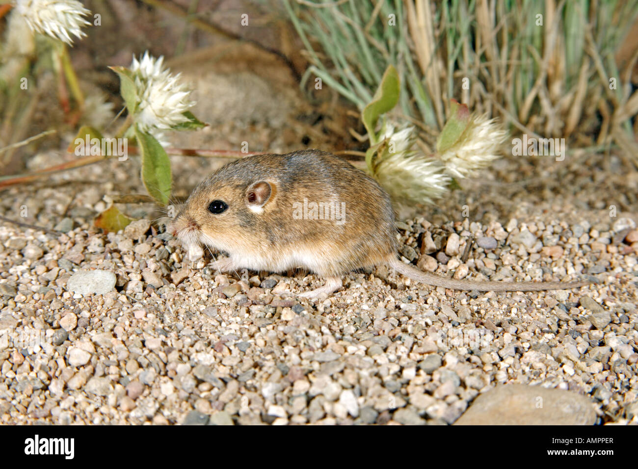 <p>what species is this</p>