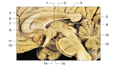 <p>Label 2</p>