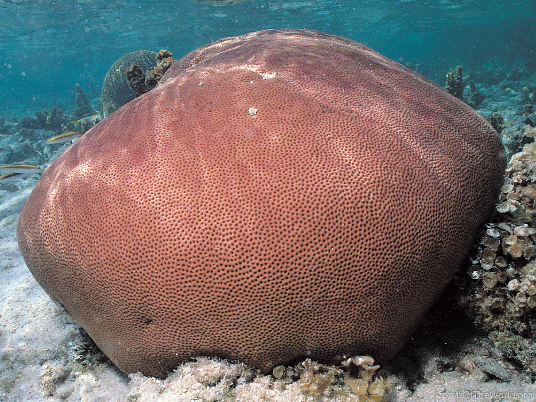 <p>Greater starlet coral</p>
